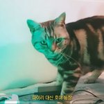 [댓글부탁해] 내 삶의 유일한 행복 세개