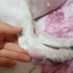 저희집 강아지 다리에 <b>지방종</b>(물혹)이 너무 커졌어요