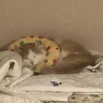 <b>울</b> <b>집</b> 냥이 자는 거 볼 따람