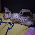 <b>울집</b> 냥이 자랑해봐요