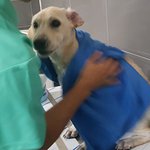 초보 <b>견주</b>를 위한 강아지 샤워시키는 꿀 팁!