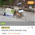 [꼭봐주세요] 길가에 어미랑 버려진 <b>소망</b>이 이야기❤️