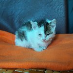 [고양이] 파지 줍는 할아버지 <b>리어카</b>를 쫒아온 아기고양이!