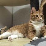 [고양이] 까칠냥 토리의 털찌는 계절