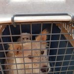 [강아지] <b>어미</b>와 새끼 다시 돌아왔습니다