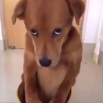 보고<b>시프</b>다