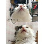[고양이] <b>땅콩</b>이 근황이에요~