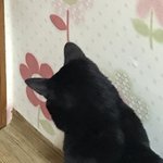 거양이 뒷통수 개<b>띨빵</b>해