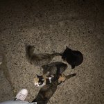 [고양이] 길냥이들ㅜㅜㅜ