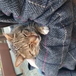 [댓글부탁해] 오늘 길애옹이가 내 무릎에 올라왔다ㅠㅠ