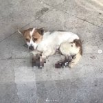 된 덕구* 청원 부탁드립니다 !!!! (네발에 <b>화상</b>입은 강아지)