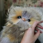 <b>수작업</b>으로 만든 리얼한 부엉이