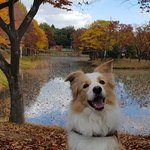 소중한 내 강아지 피로 풀어주는 반려견 홈마사지 배워보기!