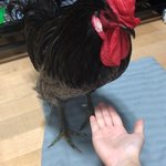 [무무닭] 무무닭 일상 - 집에서 부화시킨 청계아리 성장일기