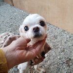 [강아지] <b>사료</b>와 함께 버려진 노견말티