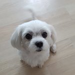 [강아지] 울강아지들 이쁘죠