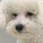 [댓글부탁해] 얘들아급해~~~ 추반해주면 복받는다