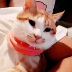 [고양이] 사랑스런 우리<b>아가</b> 뚠뚠이'-'