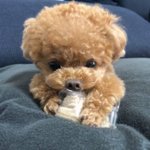 <b>쌍수</b> 개망함