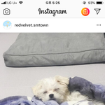 [댓글부탁해] 조이 <b>담요</b>랑 내 <b>담요</b>랑 똑갘당