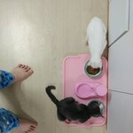 [고양이] <b>두부</b>랑 후추 보고가세용 ༼  •᷅  ͟ʖ •᷅   ༽