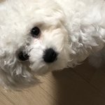 <b>울집</b> 강아지