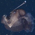 [모두드루와] 국내최초 <b>아귀</b>닮은 아이돌