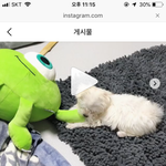 조이 말투 너무 귀엽다 ㅋㅋㅋㅋㅋㅋㅋ (+<b>햇님</b>이)