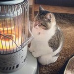 냥