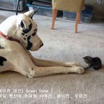 어딜<b>가나</b> 사랑받는 '그레이트 데인'