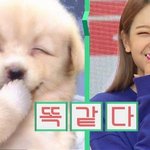 개죽이 따라하는 여돌들