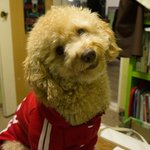 [꼭봐주세요] 행님이는 강아지 꼬맹이는 고양이 5-2탄