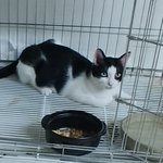 ♦️입양홍보♦️700<b>그람</b>의 작은 몸으로 죽음을 이겨낸 아톰의 가족이...