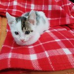[고양이] 파지 할아버지 따라 고물상 온 뽀시래기 제가 델꼬 왔어요...