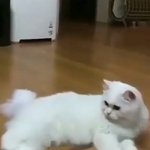 [댓글부탁해] <b>고앵이</b> 둘이 닮았지않냐