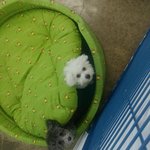 강아지 임신에 대해 알아보기!