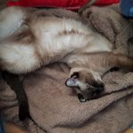 꼬미 봉구6