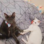 [고양이] 두부랑 <b>후추</b> 보고가세요  ꒰◍ˊ◡ˋ꒱ [2]