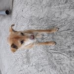 전주 <b>덕진구</b> 동산동 누렁이 주인찾아요