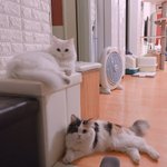 [고양이] 토리 <b>모리</b> 근황