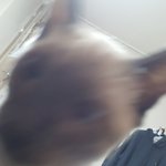 우리집 고양이 발정난거야ㅠㅠ?