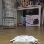 [댓글부탁해] 냥이 이러고 있는거 짱졸<b>귀임</b>