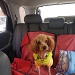 [강아지] 두달 <b>임보처</b>가 되어주세요