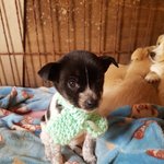 [강아지] 너무 작은 1키로여아