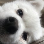 [드루와] 우리 집에 사는 강아지 완전 귀여움 ㅠㅠ퓨ㅠㅠ.