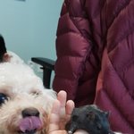 ㄴㅏ <b>히피</b>펌 할건데