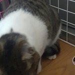 [댓글부탁해] 가출햇던 울<b>집</b> 고앵이 잡아<b>옴</b>