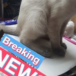 울집 <b>고영</b> 발정너무 힘들어한다ㅠㅠㅠ