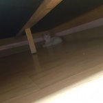 [댓글부탁해] 이 쯔<b>아식</b>들 내가 귀찮게한다고 숨어버림