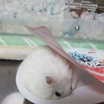 [댓글부탁해] 예비고1 영어<b>문법</b> 책 추천좀ㅠㅠ